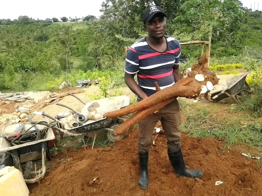 Working with harvested cassava on a farm